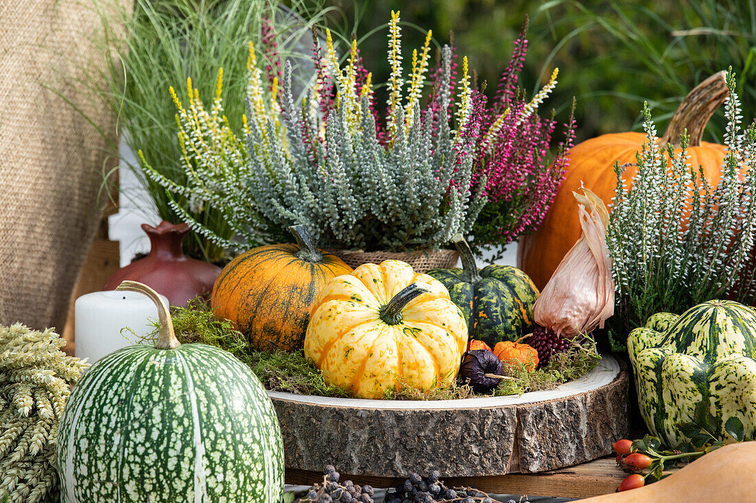 Herbstliche Dekoration mit Kürbissen und Heide