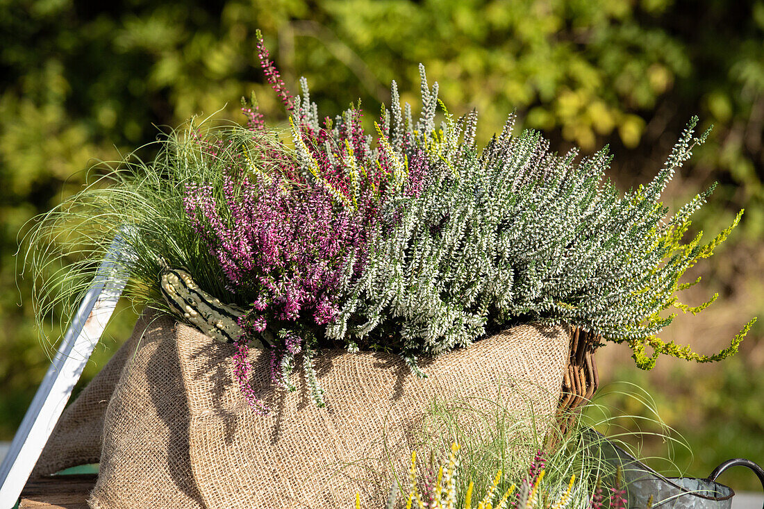 Heather autumn decoration