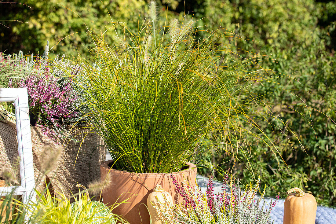 Carex testacea