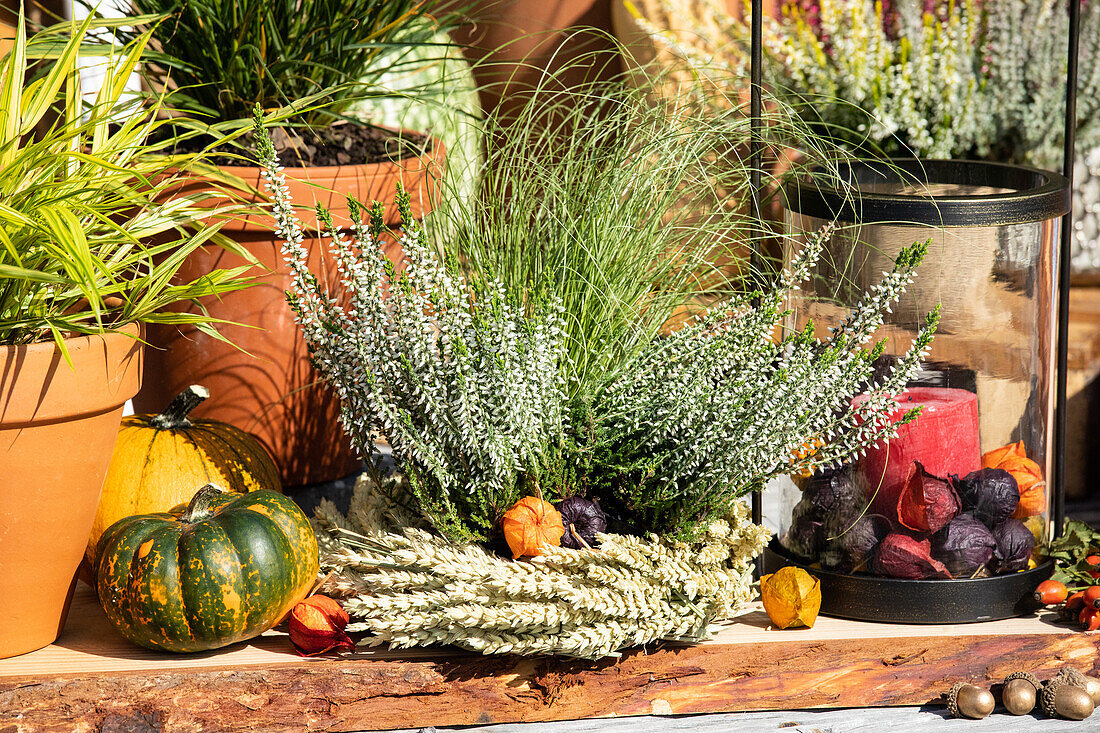 Autumnal decoration with pumpkins and heather
