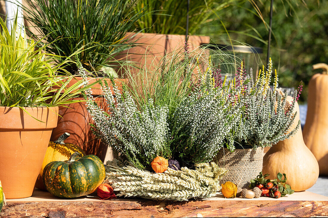 Autumn decoration with pumpkins and heather