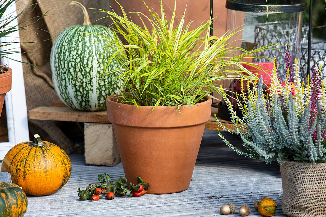 Gräser im herbstlichen Ambiente 