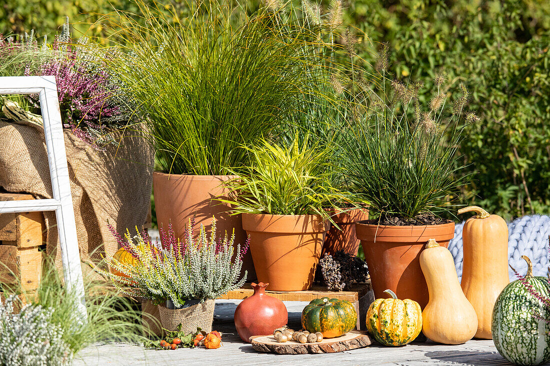 Gräser im herbstlichen Ambiente 