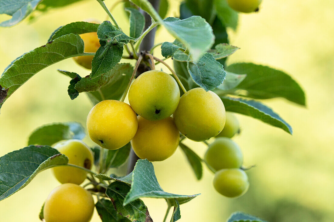 Malus x zumi 'Golden Hornet'