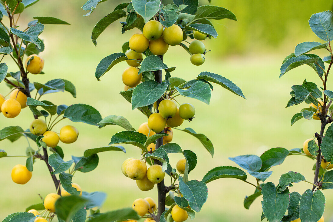 Malus x zumi 'Golden Hornet