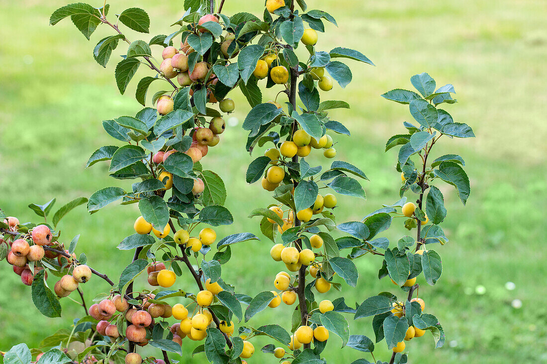 Malus 'Evereste' and 'Golden Hornet'.