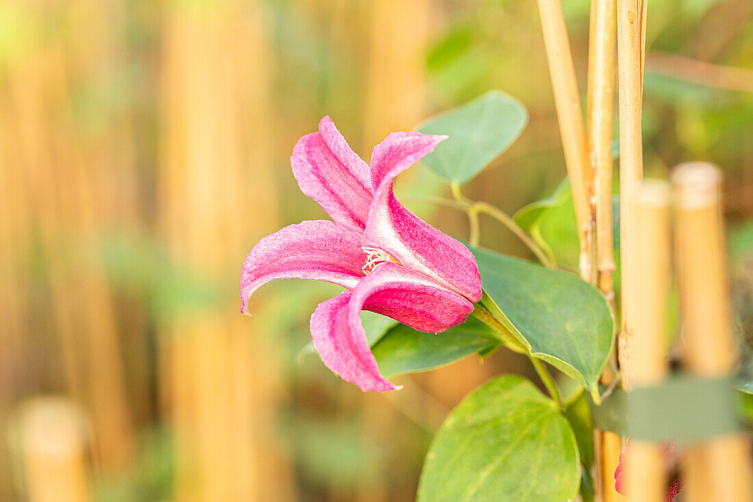 Clematis texensis 'Princess Diana'