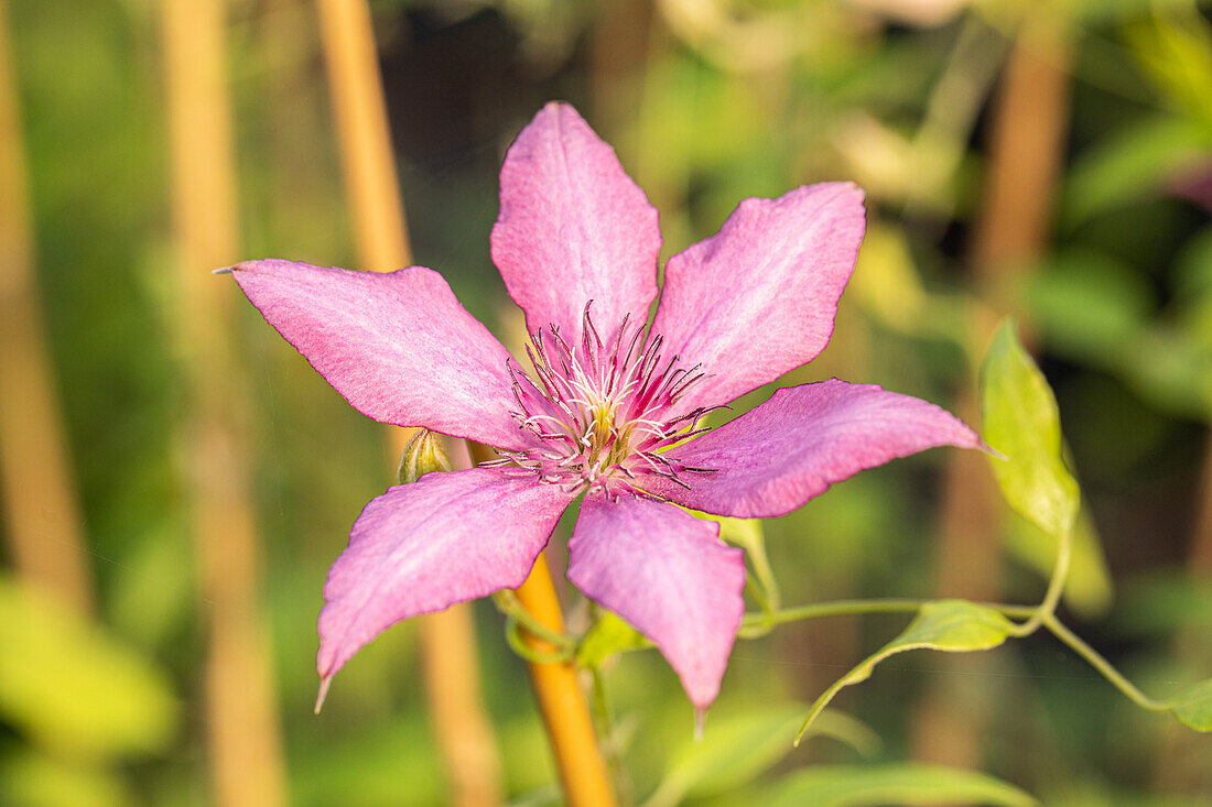 Clematis Garland® Giselle