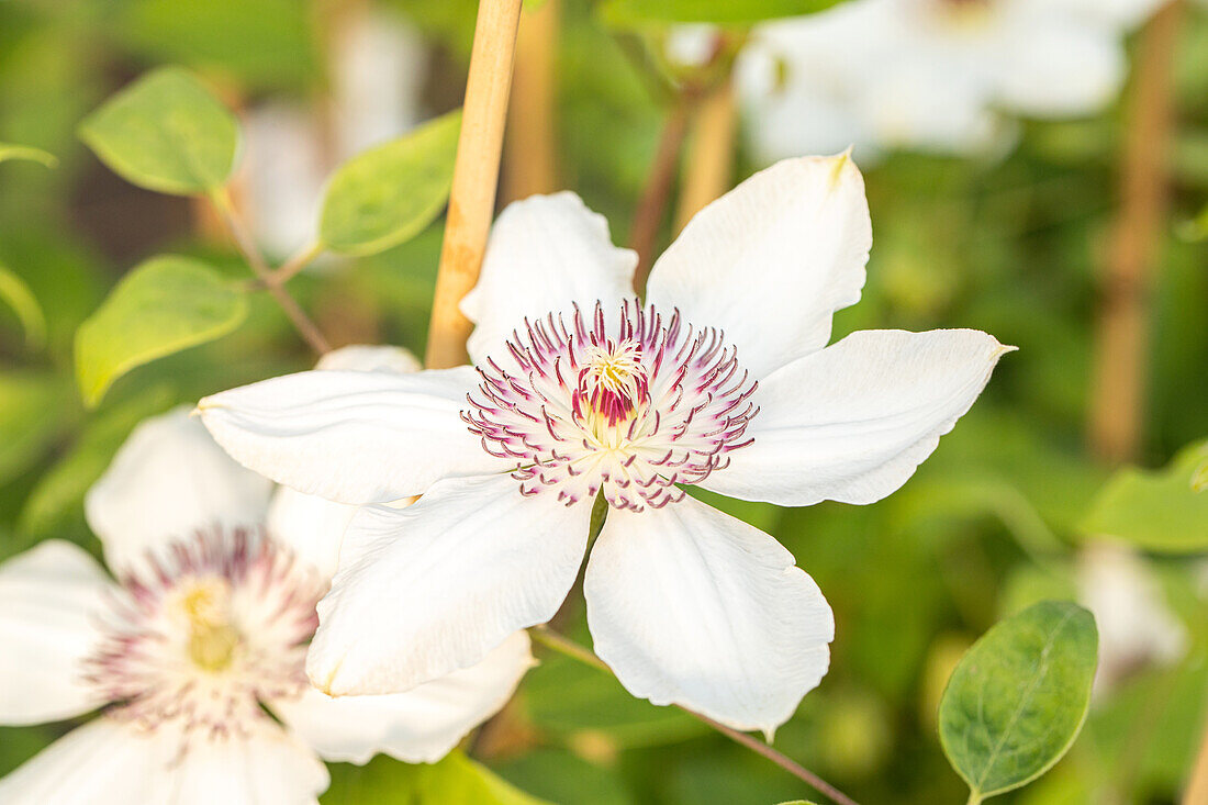 Clematis 'Ninon