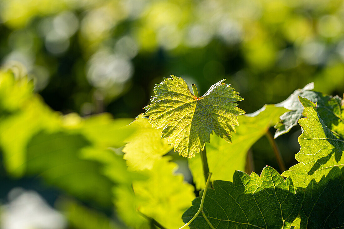 Vitis vinifera