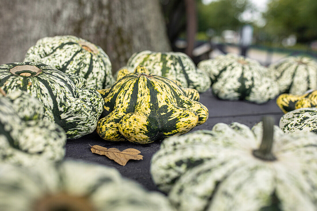 Cucurbita pepo subsp. pepo convar. microcarpina 'Kronenkürbis'