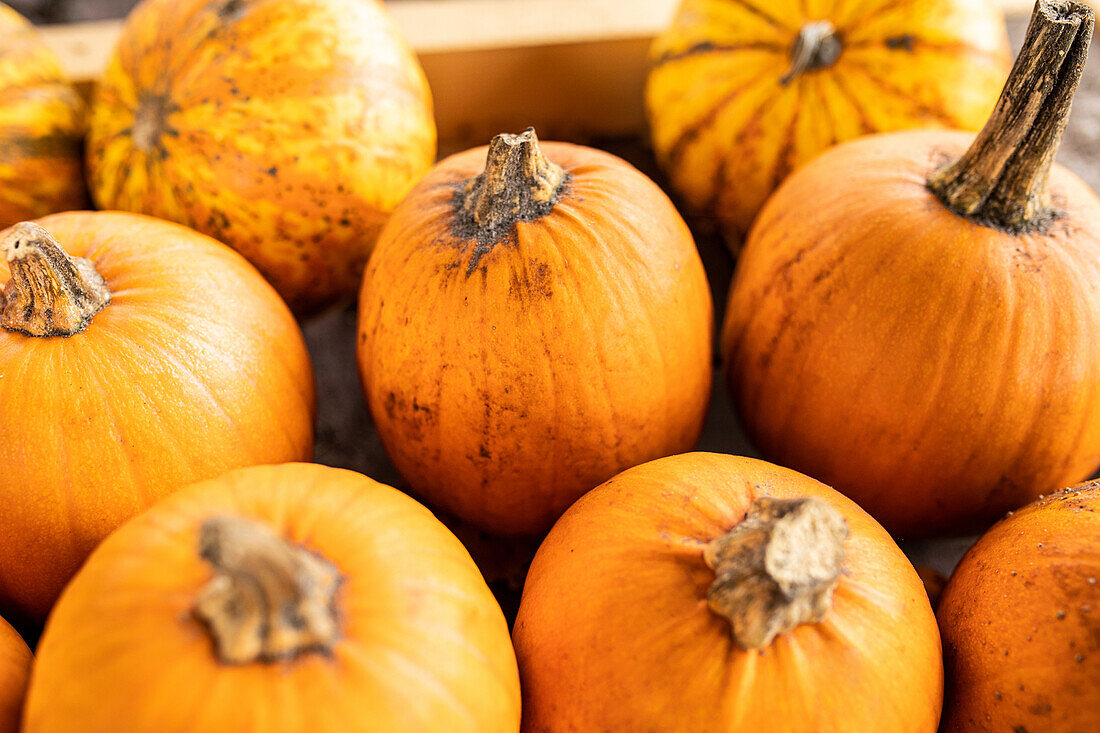 Pumpkins in ambience