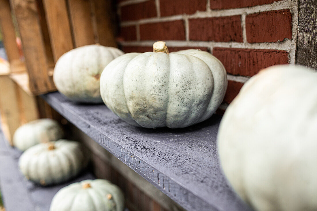 Pumpkins in ambience