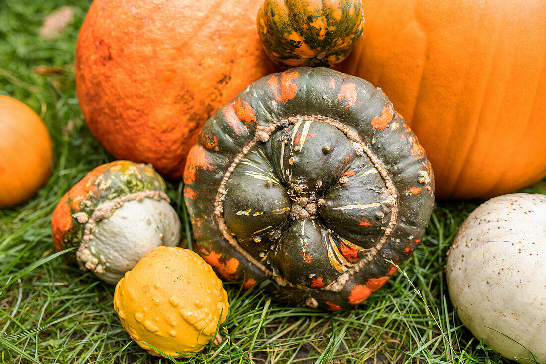 Pumpkins in ambience