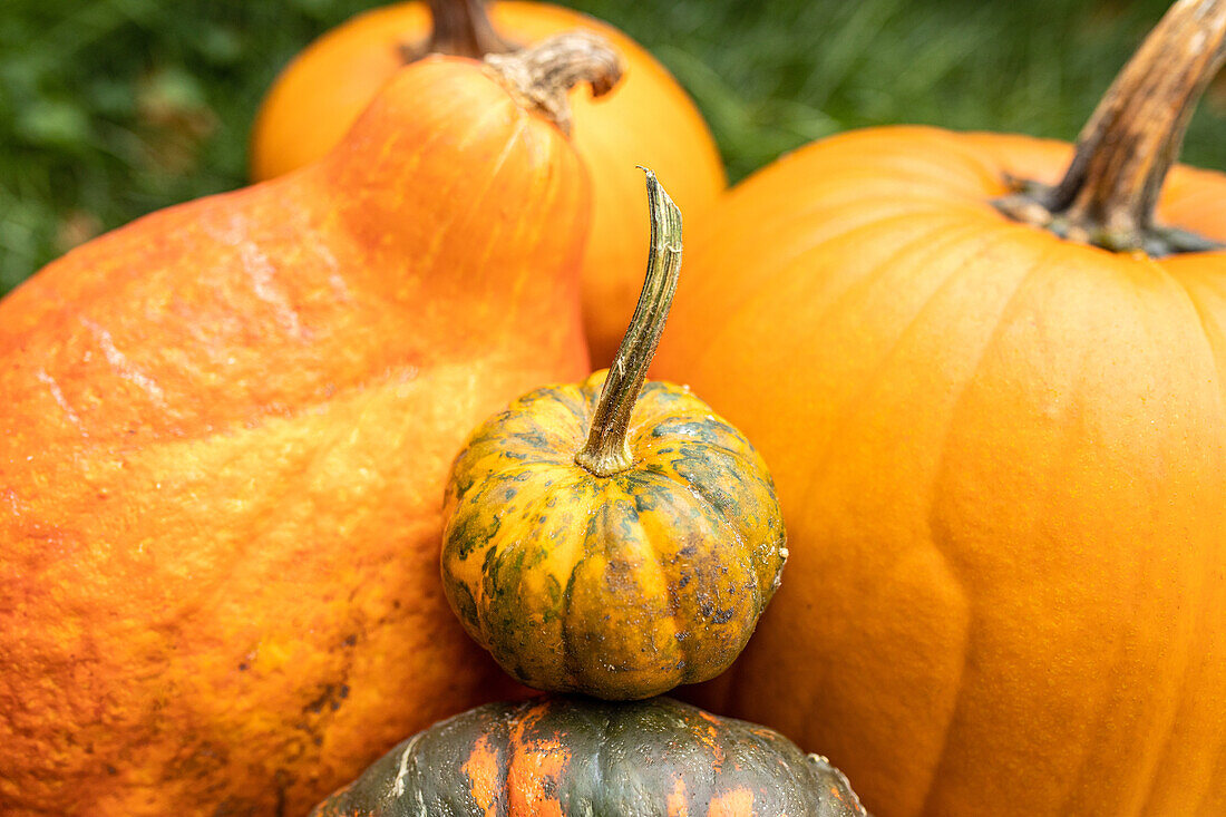 Pumpkins in ambience
