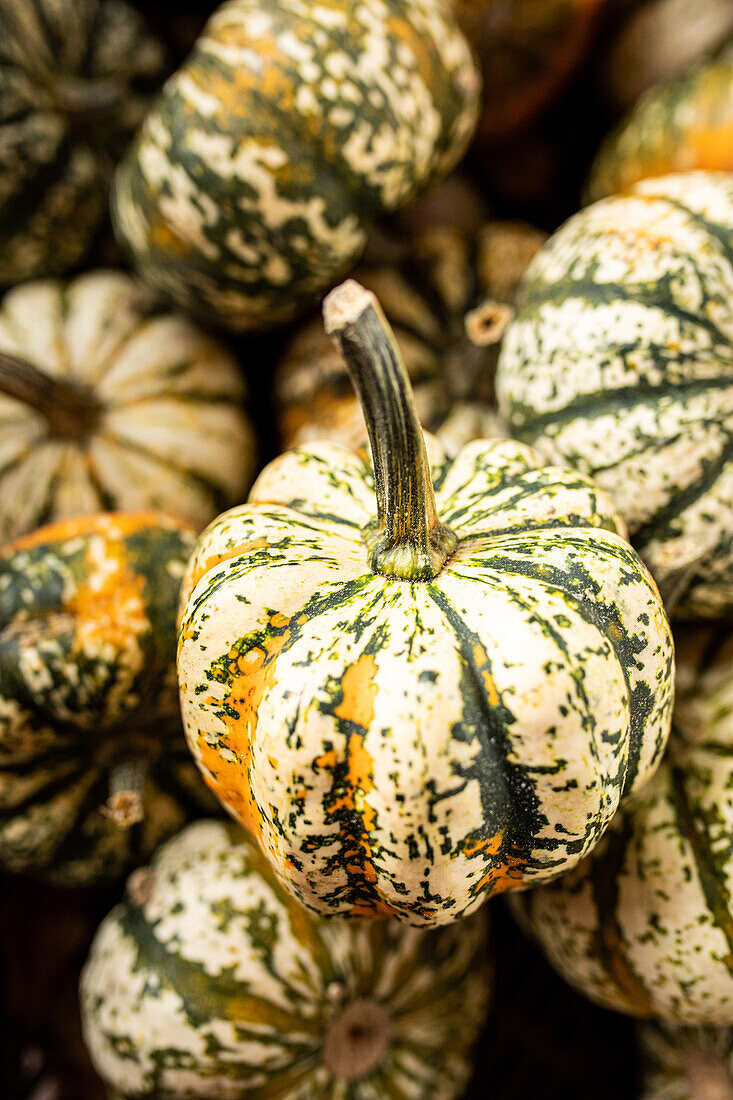 Pumpkins in ambience