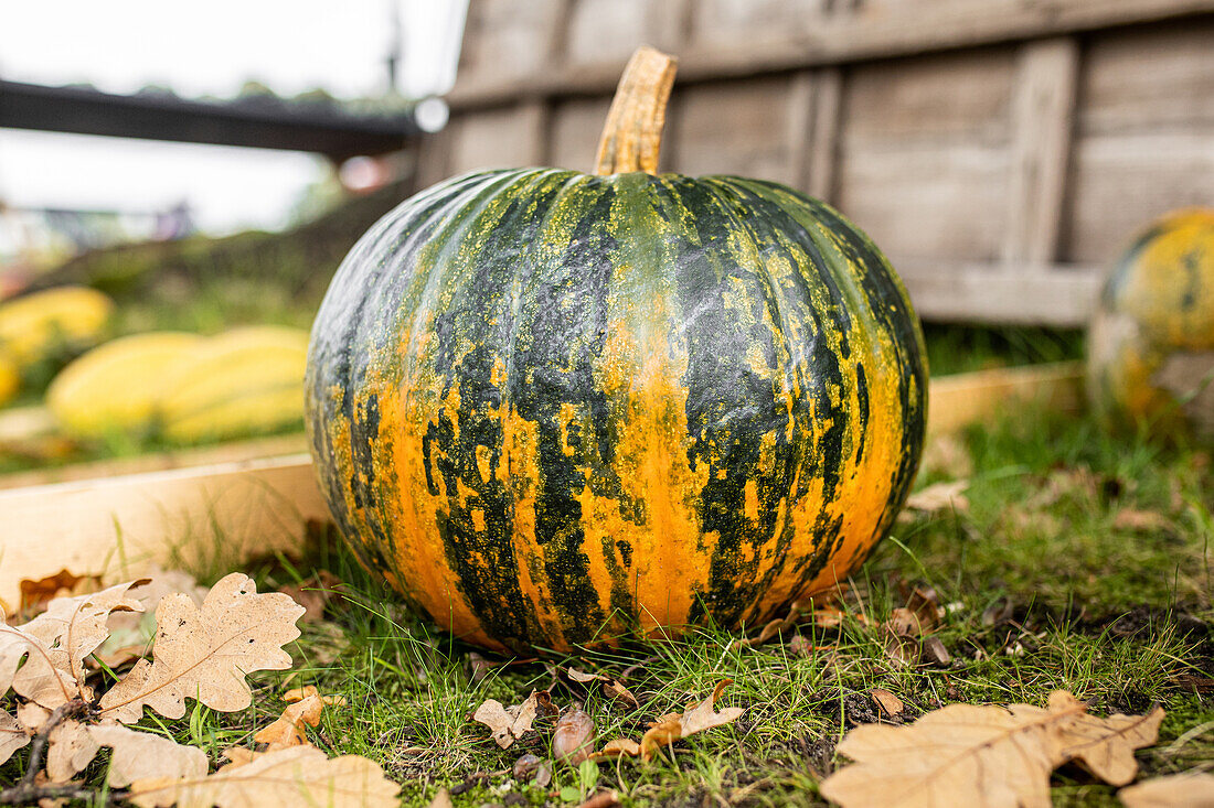 Pumpkins in ambience