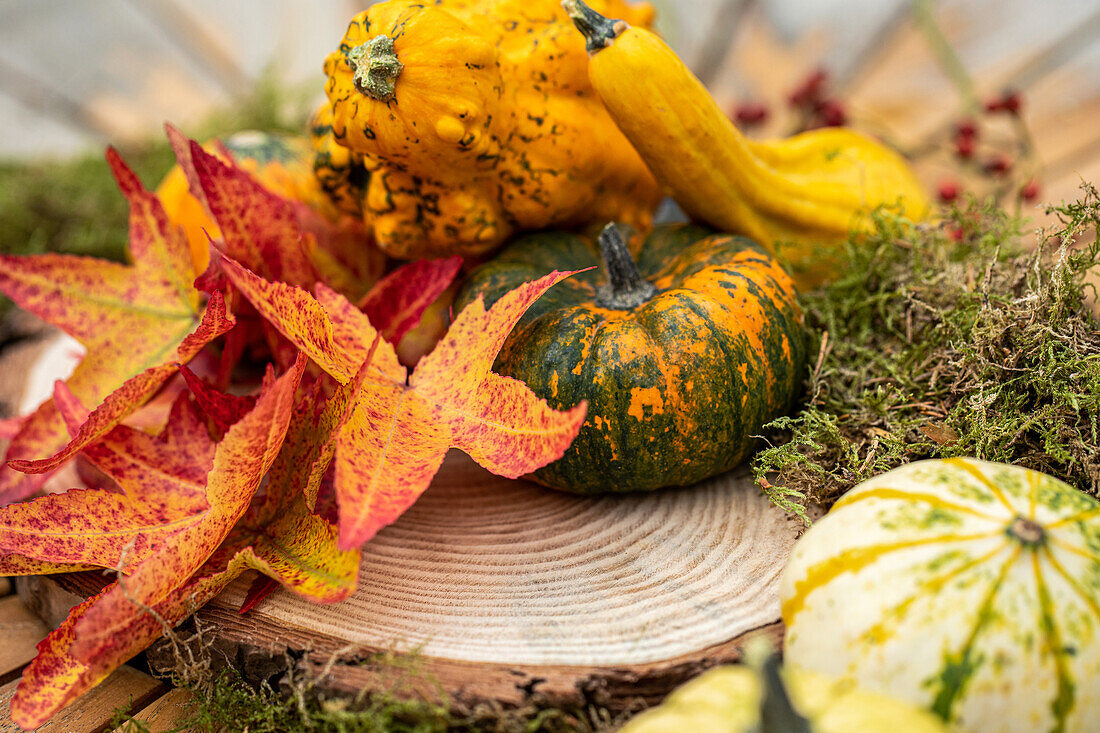 Autumn ambience - pumpkins