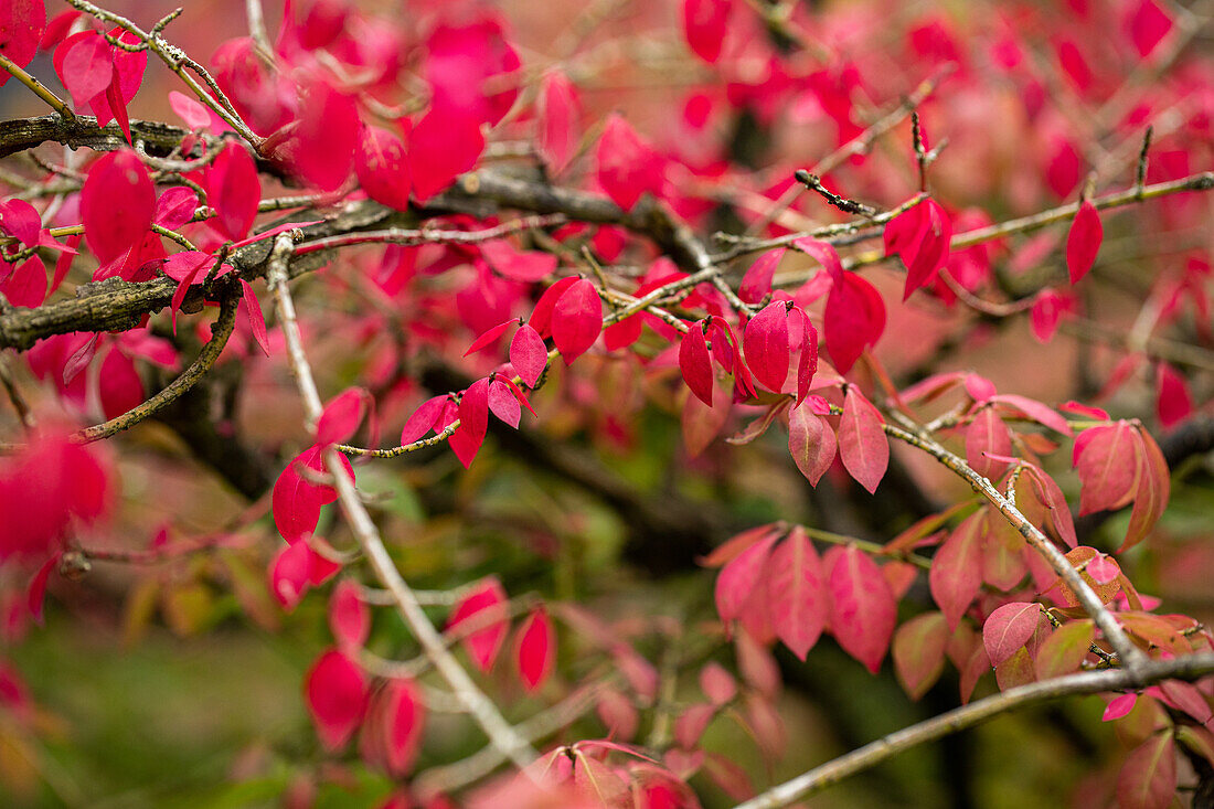 Euonymus alatus