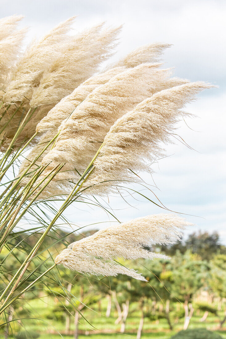 Cortaderia selloana