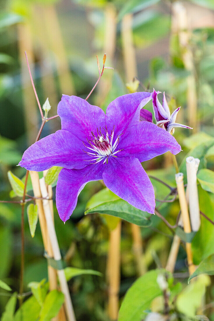 Clematis 'The President'®