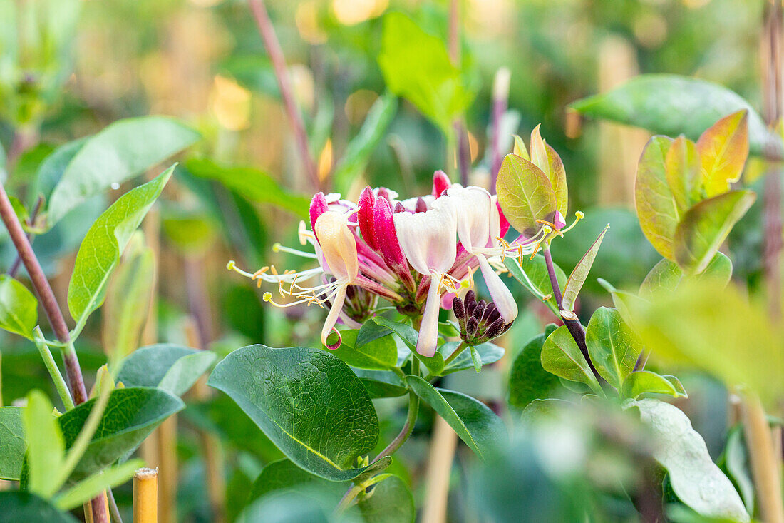 Lonicera heckrottii