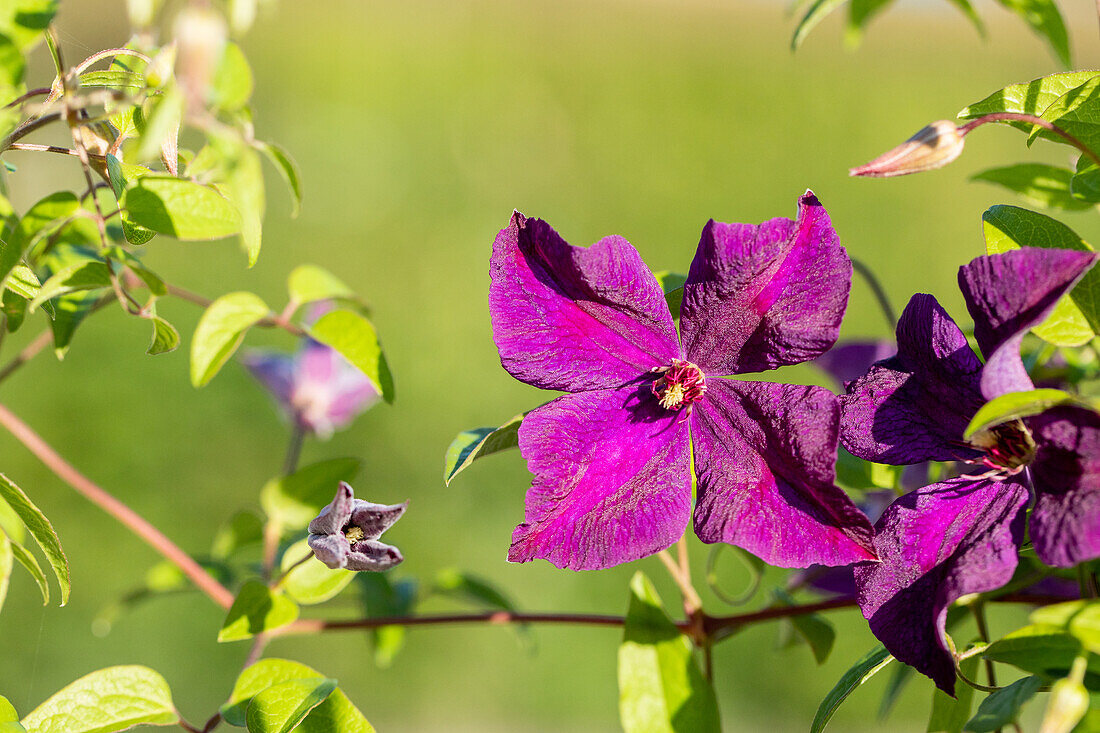 Clematis viticella 'Polish Spirit'