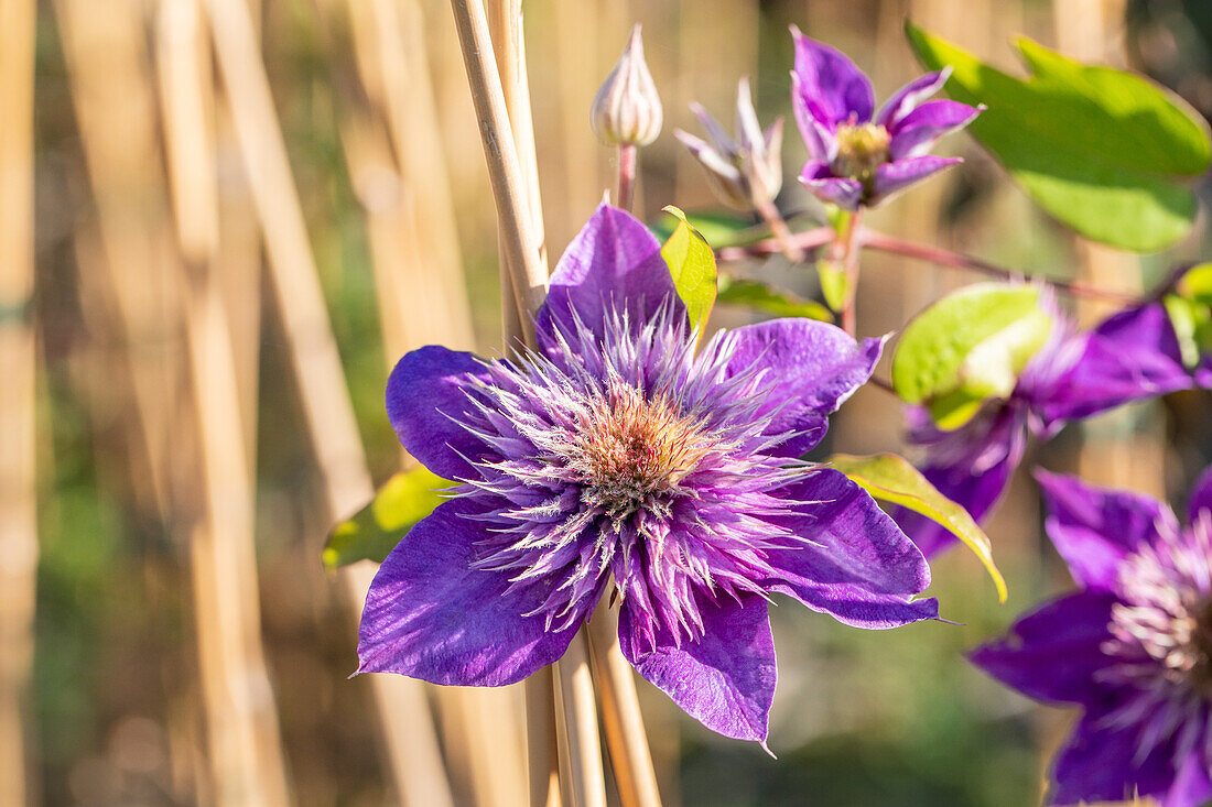 Clematis 'Multi Blue'