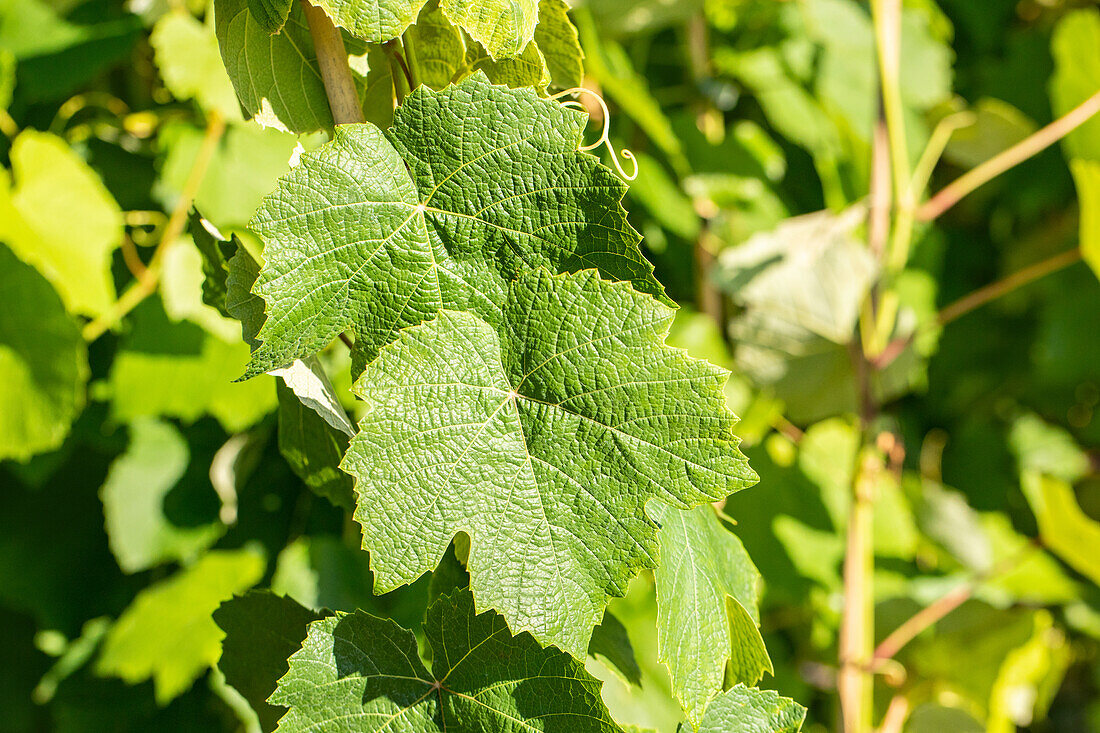 Vitis vinifera 'Strawberry Grape