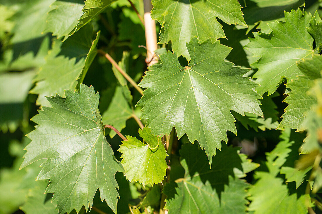 Vitis vinifera 'Bianca'