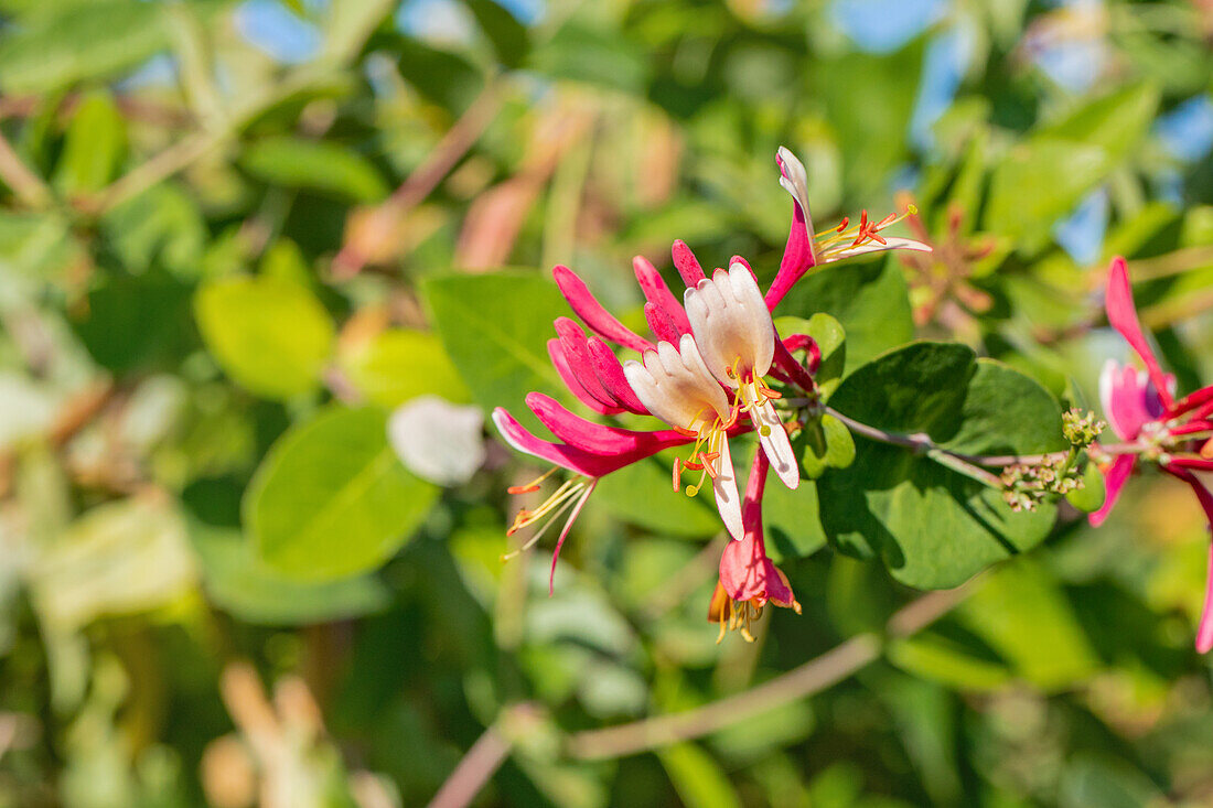 Lonicera caprifolium