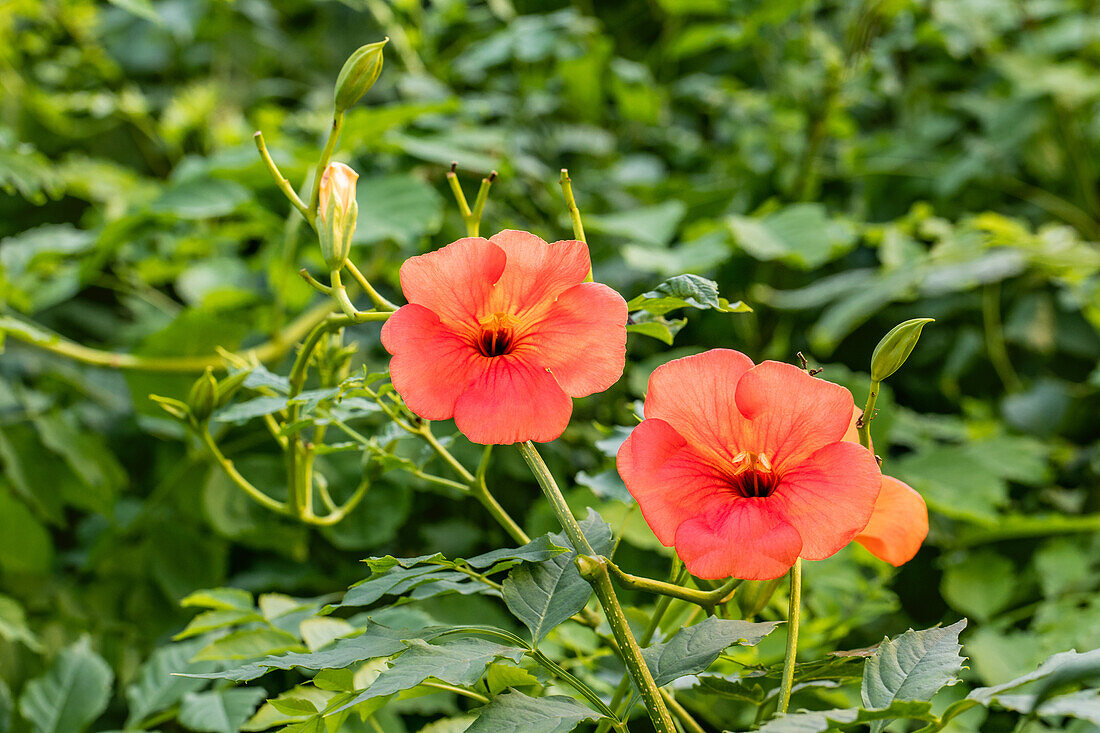 Campsis x tagliabuana 'Madame Galen'