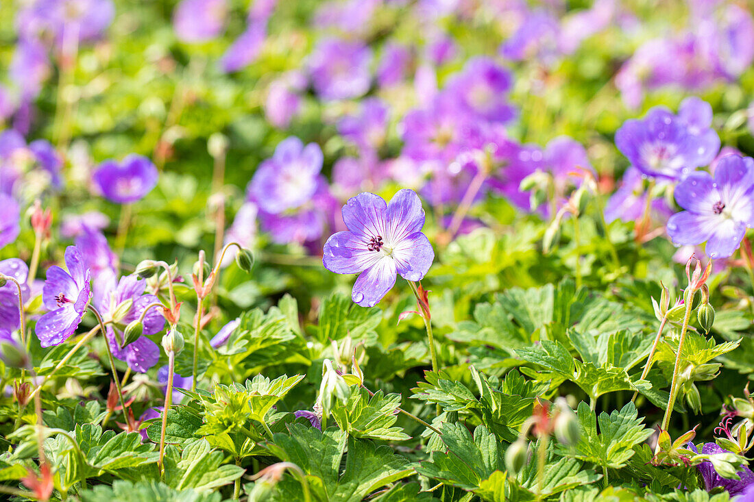 Geranium wallichianum 'Rozanne'®