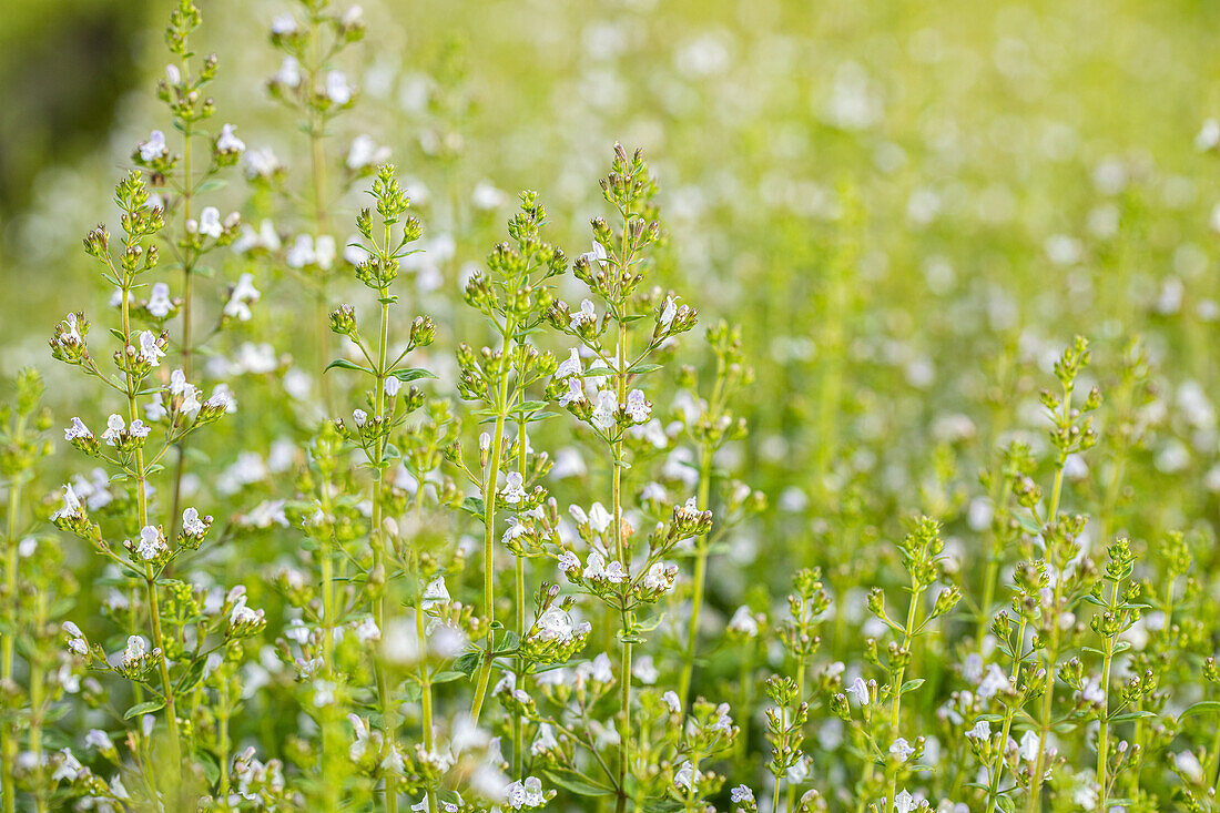 Calamintha nepeta 'Triumphator'