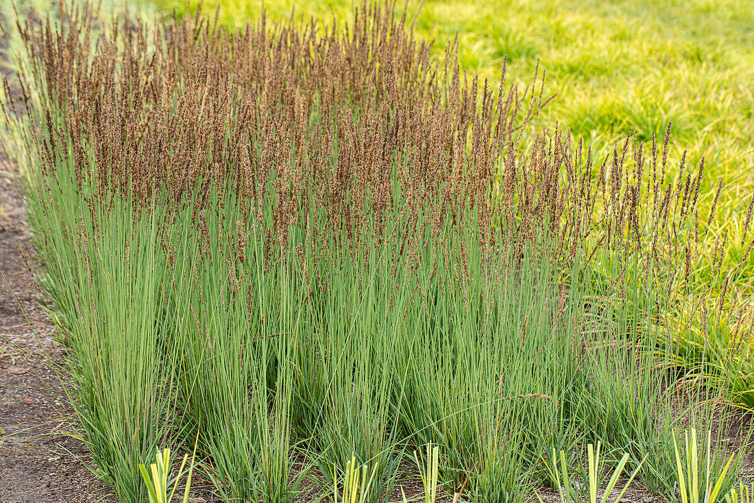 Molinia caerulea 'Moorhexe'