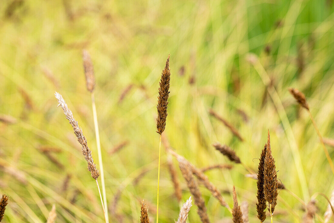 Sesleria nitida