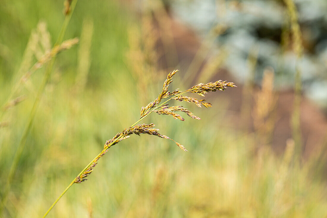 Molinia arundinacea 'Windspiel'