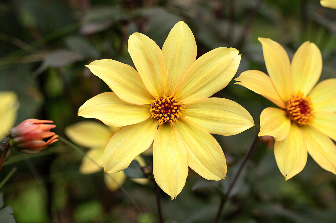 Dahlia Bishop of York