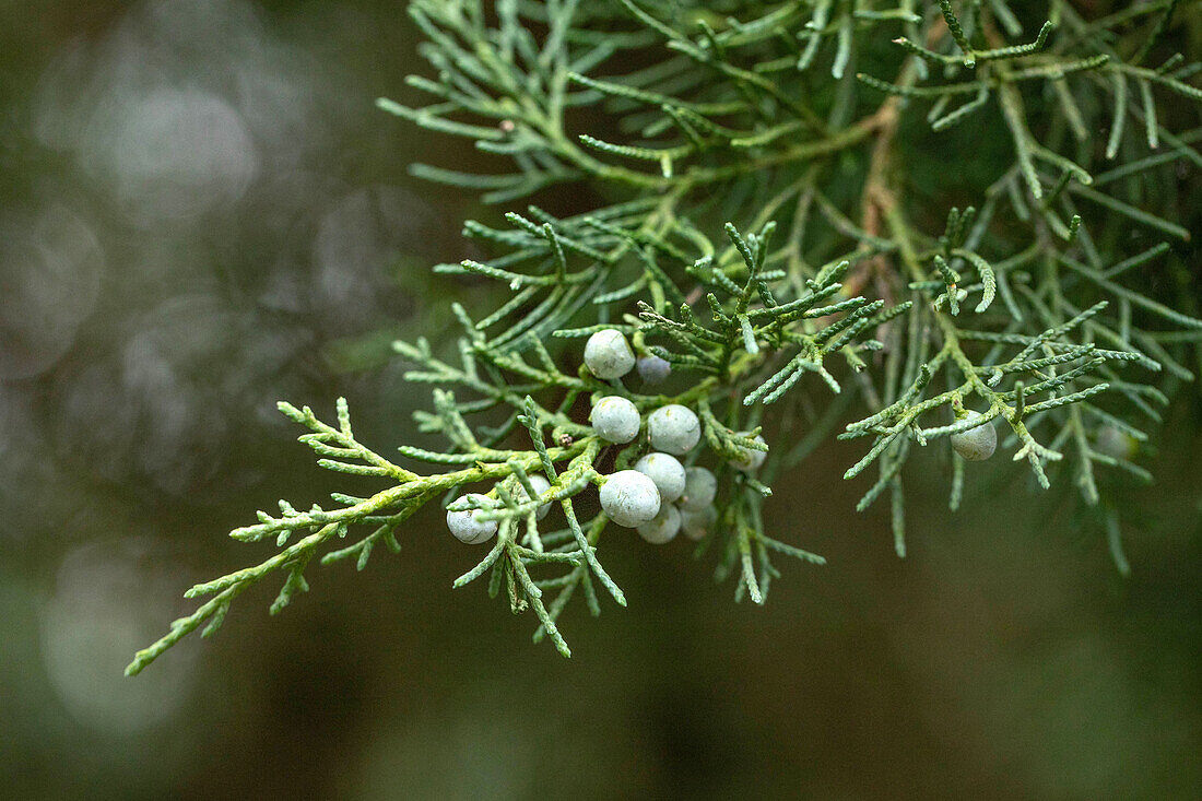 Juniperus virginiana Blue Mountain