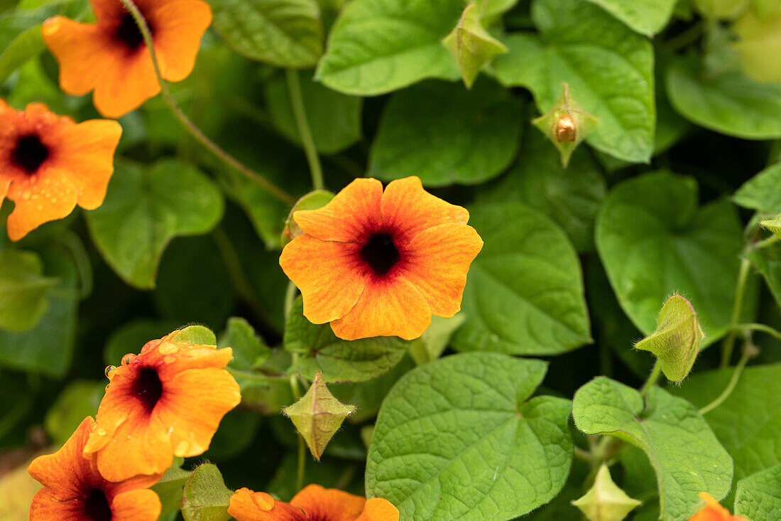 Thunbergia alata, orange