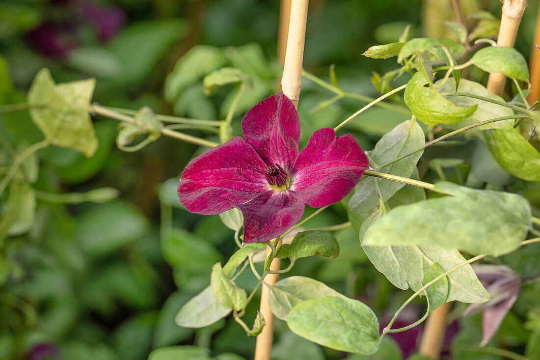 Clematis viticella 'Margot Koster'