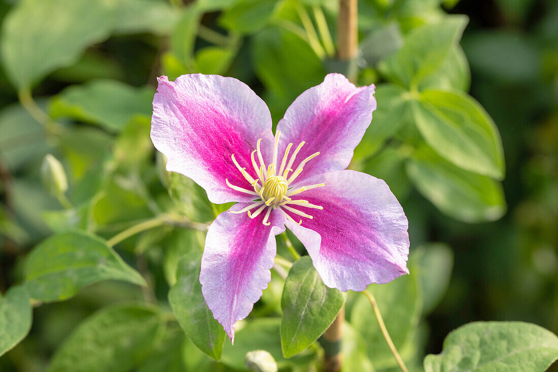 Clematis, pink