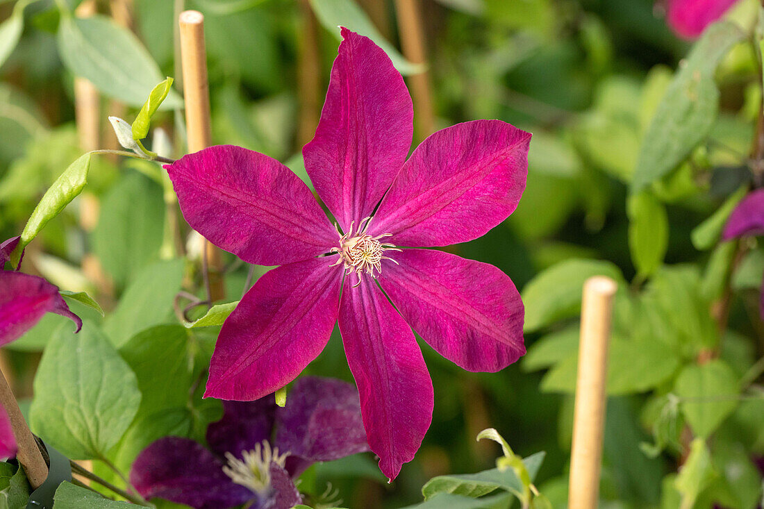 Clematis 'Rouge Cardinal'