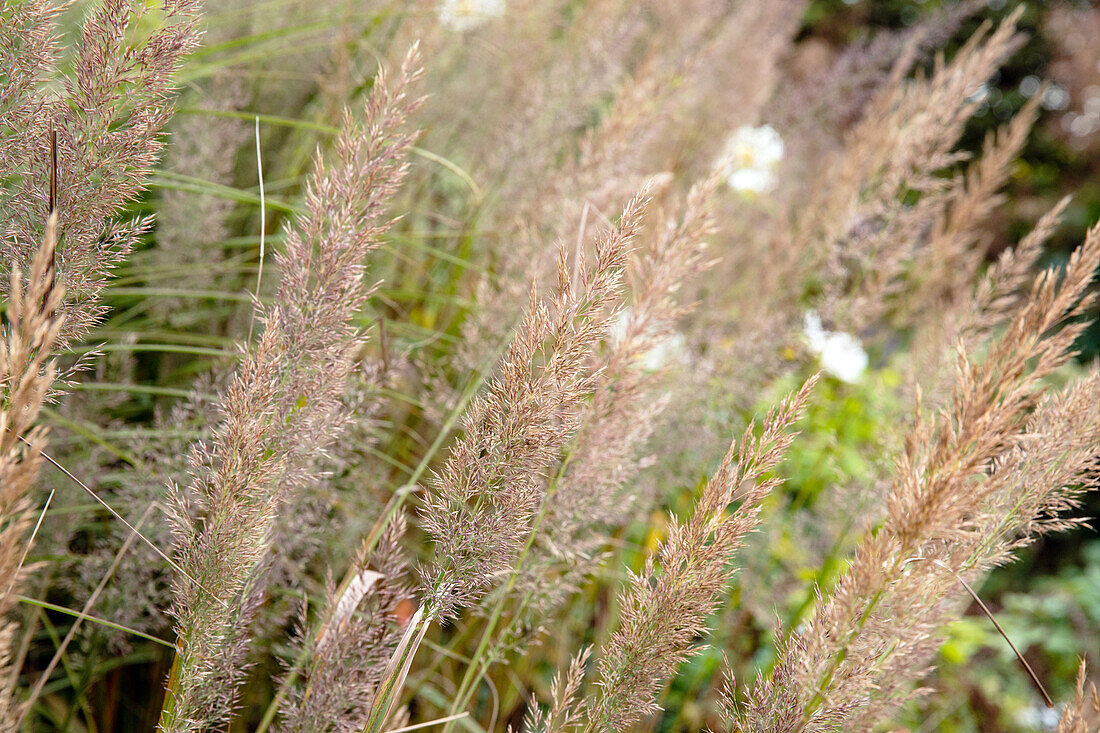 Calamagrostis brachytricha