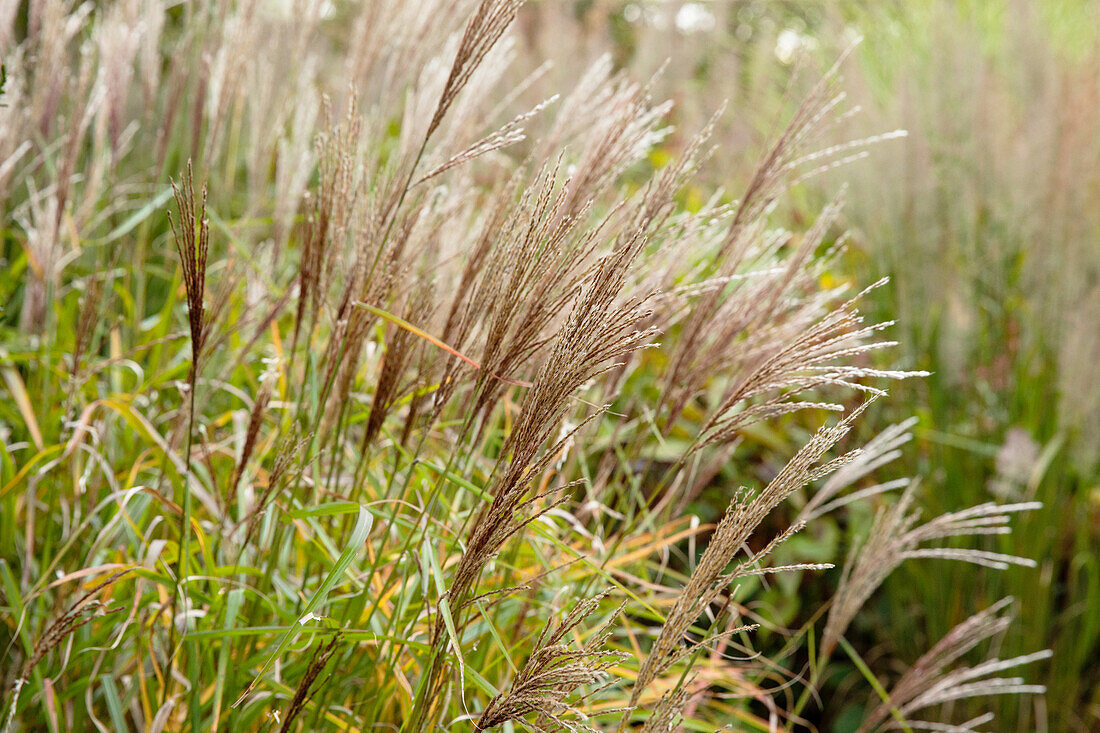 Miscanthus sinensis 'Nippon'