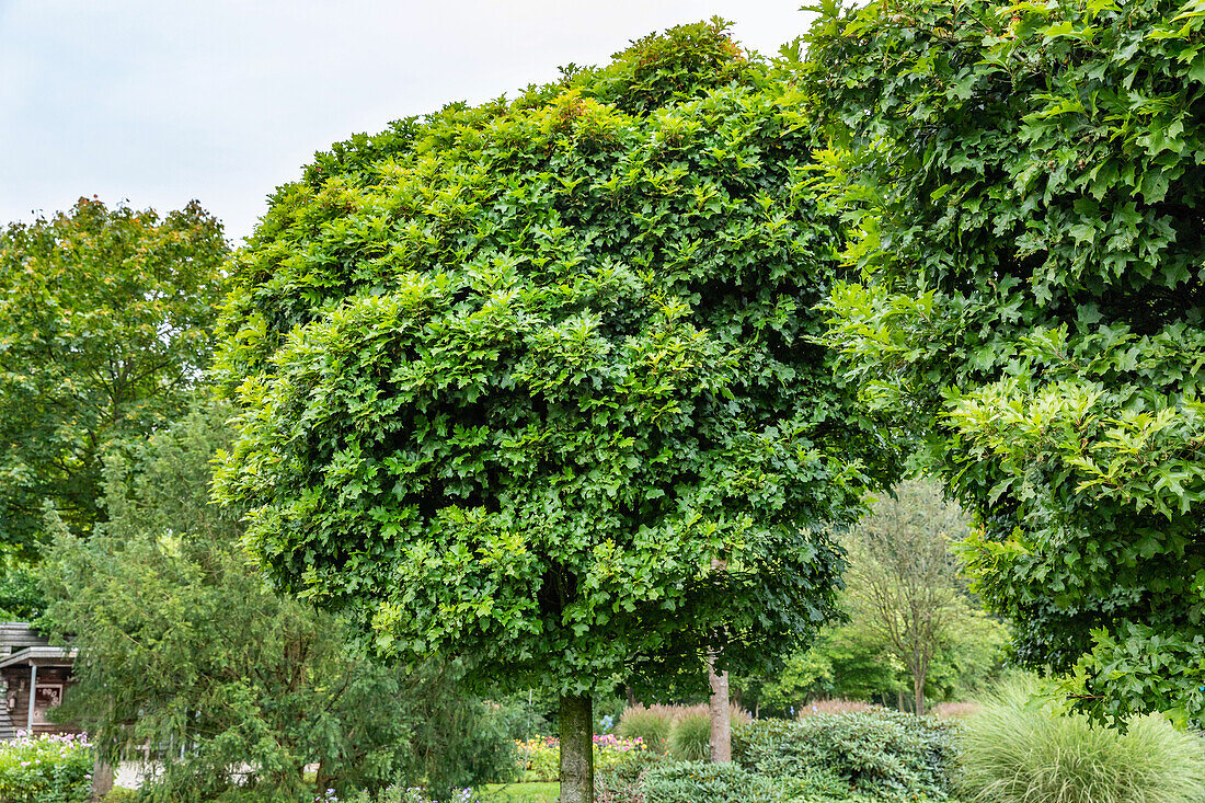 Quercus palustris 'Green Dwarf'