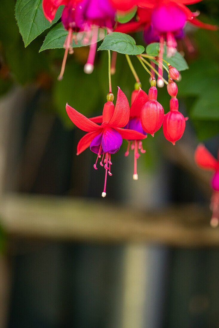 Fuchsia, red-purple