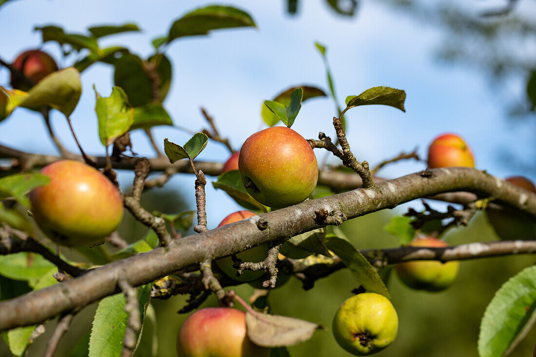 Malus 'Green Winter Stettiner