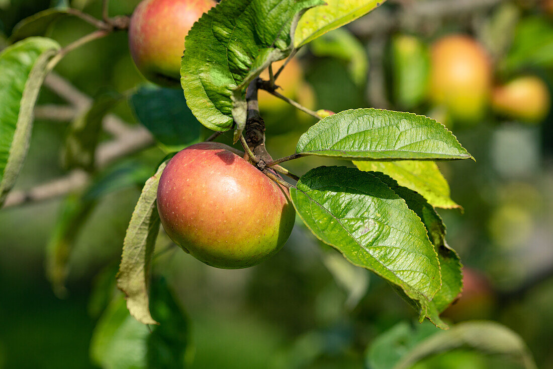 Malus 'Green Winter Stettinis