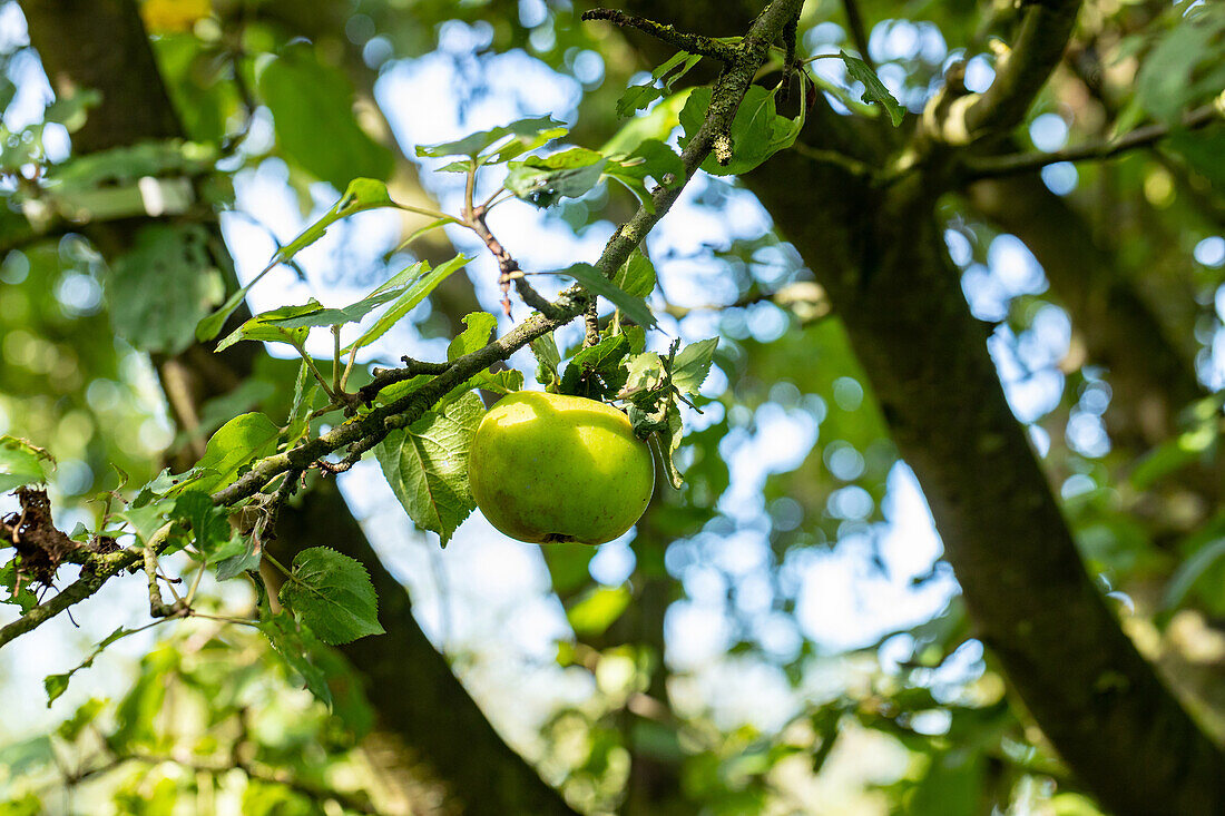 Malus domestica 'Goldrenette von Blenheim' (Golden Rennet of Blenheim)